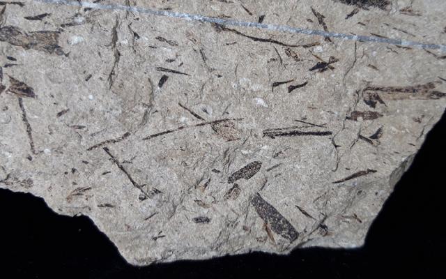 Doliostrobus taxiformis KVACEK 1971 - Bild © FossNet FossilienStore